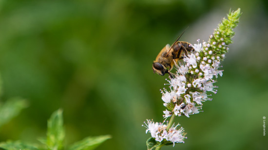 Biene an einer Nanaminzblüte